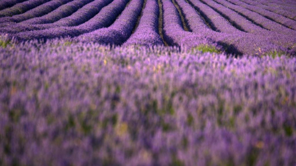 Campos de lavanda.