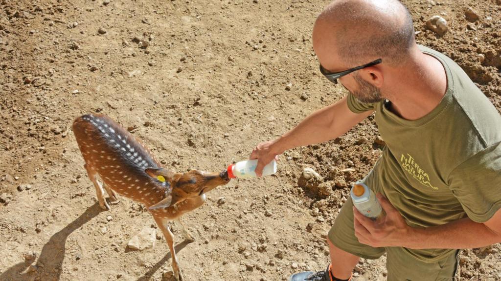 Los cuidadores de Terra Natura Benidorm salvan a dos crías de chital.