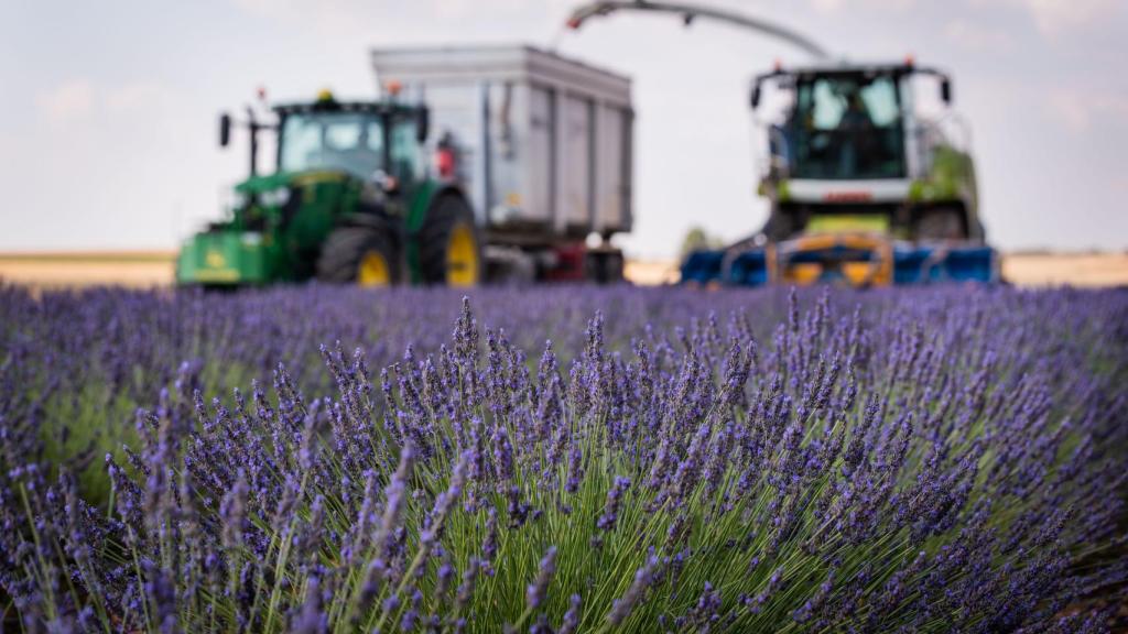 Recolección de la lavanda.