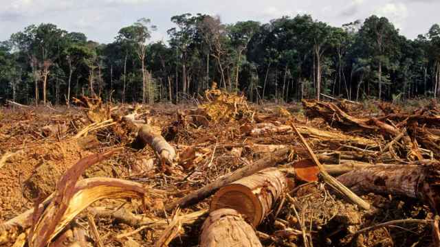 Escena de deforestación en el Amazonas.