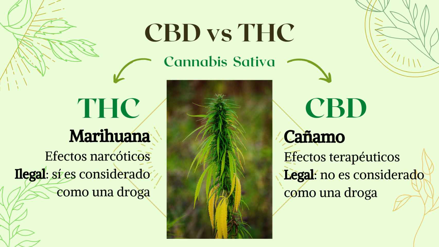 Infografía THC vs CBD