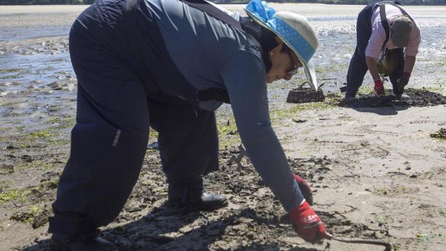 Valdoviño (A Coruña) invita a conocer el trabajo de las mariscadoras en Vilarrube