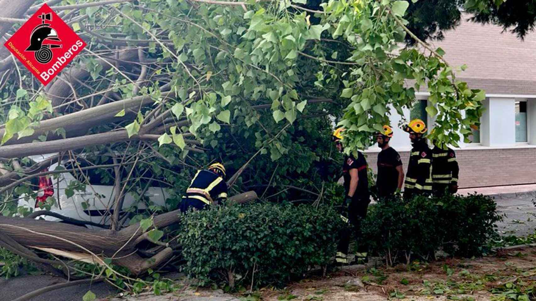 Bomberos de Alicante retiran un árbol caído en Orihuela esta pasado noche.