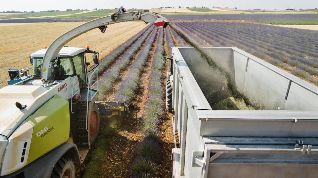 Operarios trabajan en la recolección de la lavanda.