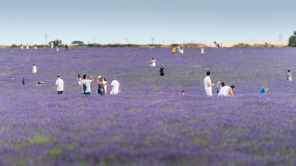 Grupos de personas pasean por un campo de lavandas.