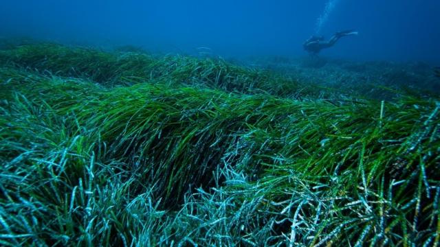 Una pradera de posidonia, en imagen de archivo.