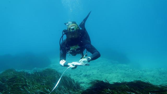 Un buzo del programa estudiando la posidonia, en imagen de archivo.