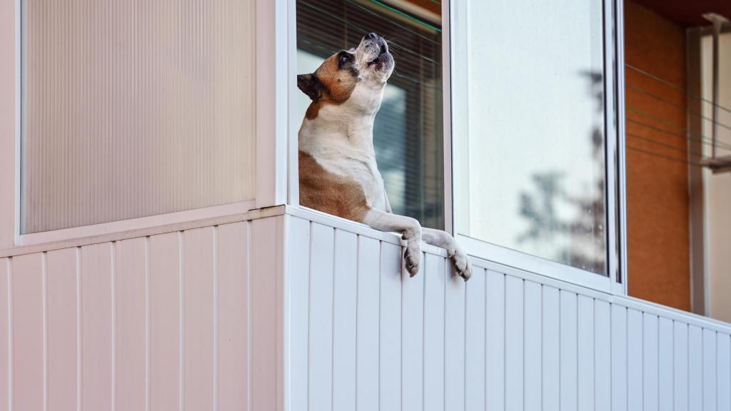 Imagen de archivo de un perro ladrando.