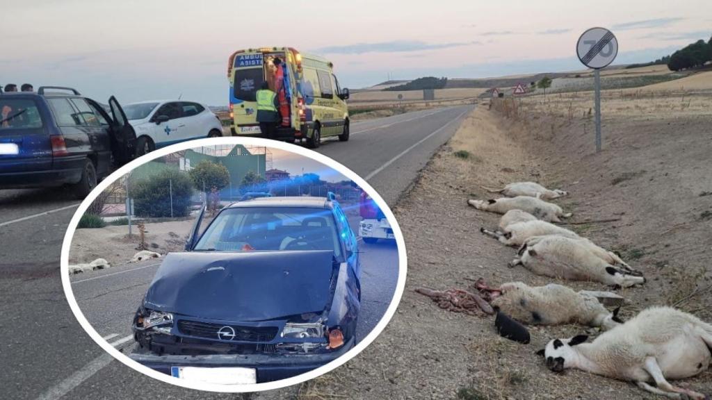 Accidente de tráfico con ovejas muertas