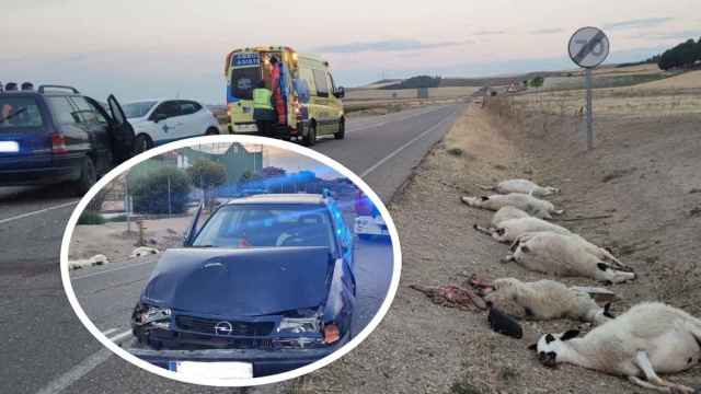 Accidente de tráfico con ovejas muertas