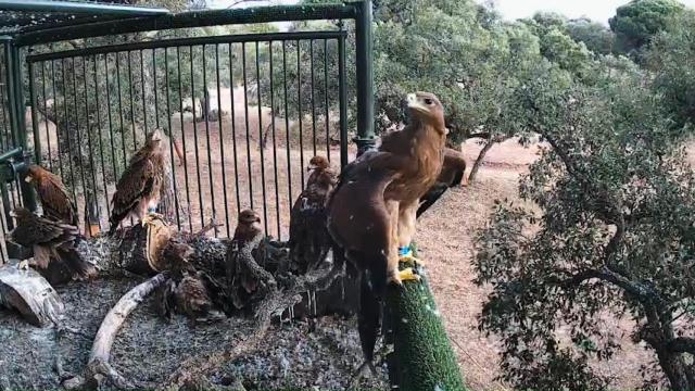 La reintroducción del águila imperial en Cádiz