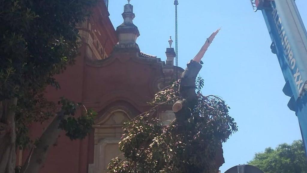 La tala del ficus centenario de Triana, en Sevilla.