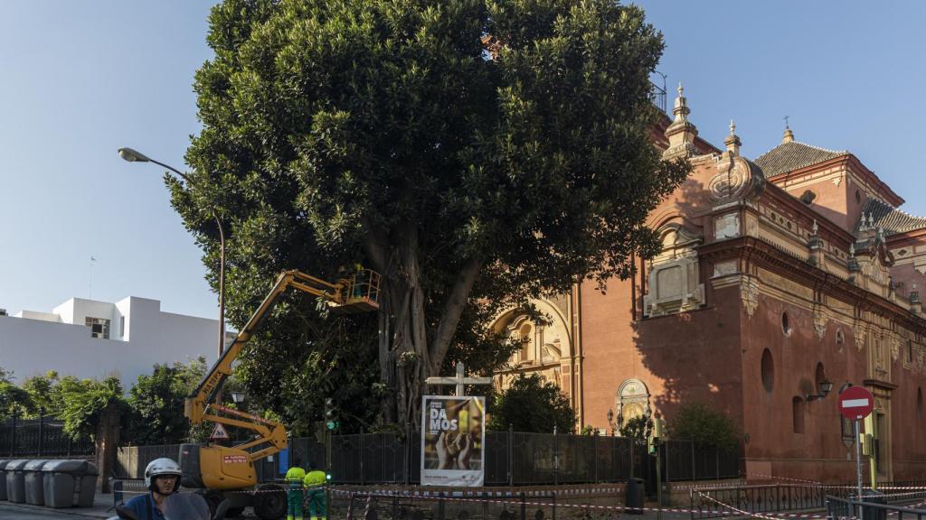 Inicio de los trabajos de tala del ficus de San Jacinto en 2022.