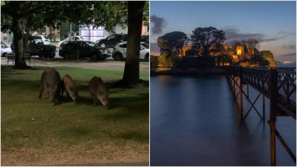 Los jabalíes grabados ayer en Santa Cruz