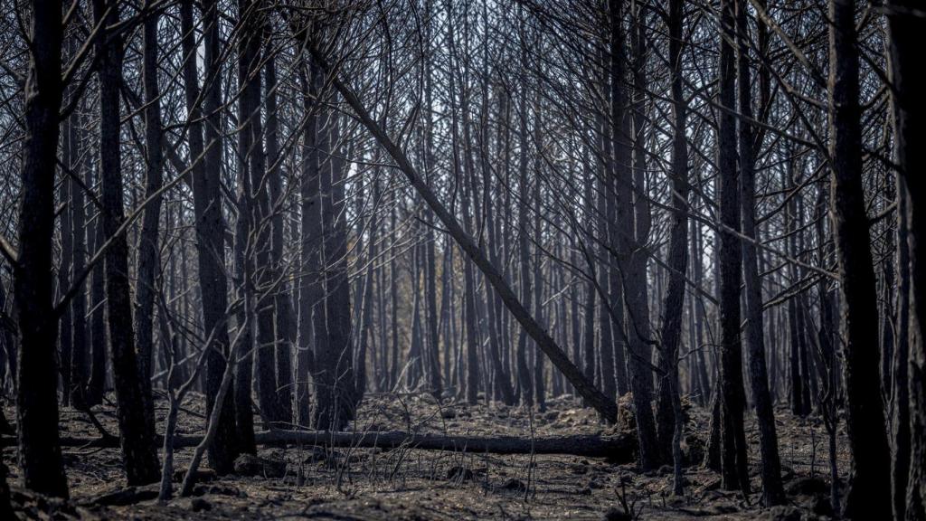 Uno de los bosques que rodea la localidad castellonense.