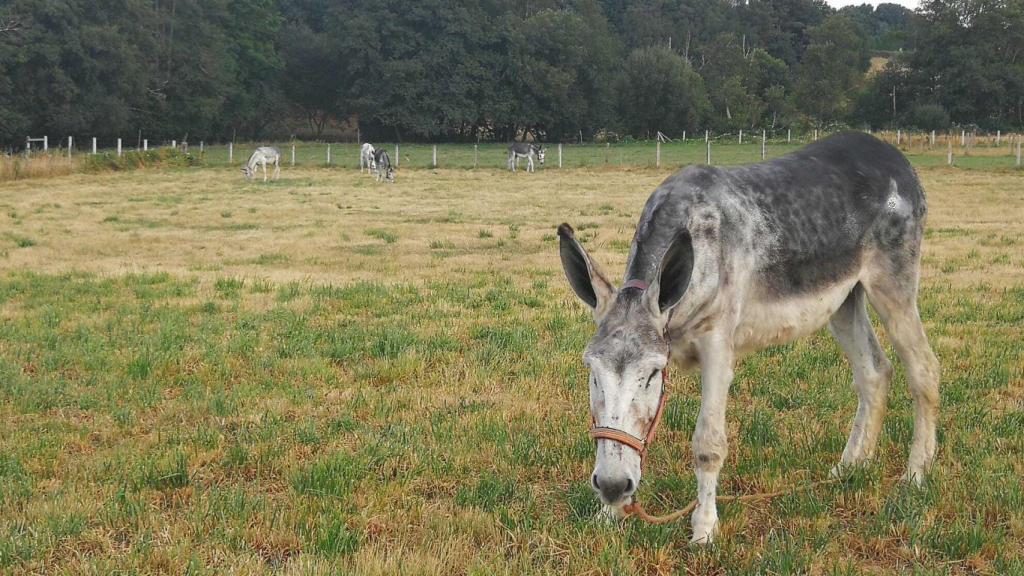 Un ejemplar de asno de pura raza andaluza, pastando en el campo.