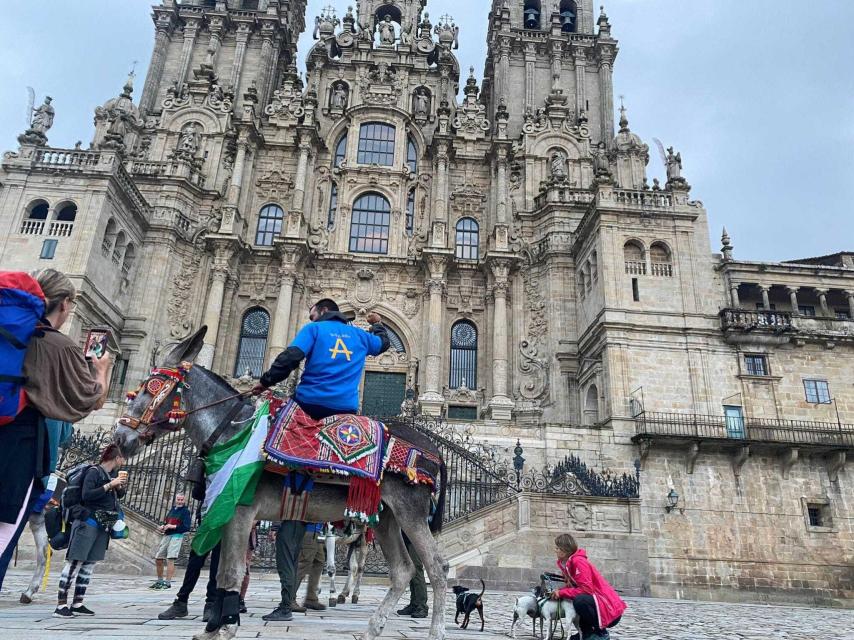 Uno de los asnos andaluces, a su llegada a la Plaza del Obradoiro.