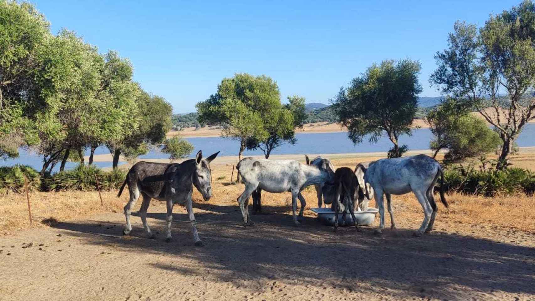 Varios ejemplares de burros andaluces, bebiendo agua en el campo.