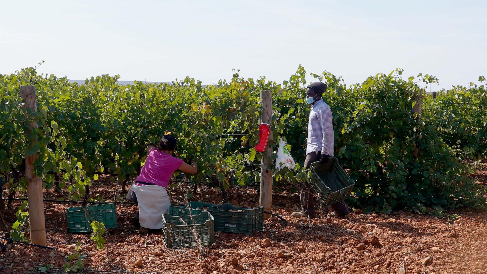 Vendimia en la bodega de Heredad de Urueña