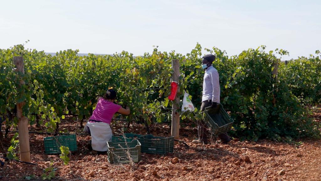 Vendimia en la bodega de Heredad de Urueña