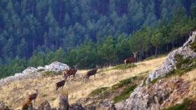 Ciervos en el Valle de la Miranda ubicado en Palencia
