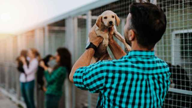 Refugio de animales, protectora, mascotas, perros, adopción de perros