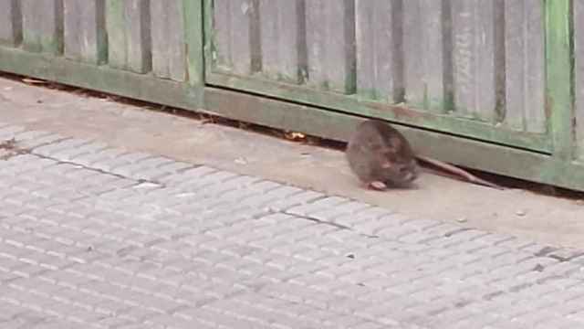 Imagen de una rata en el barrio