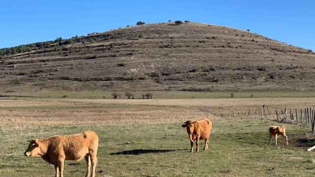 Castilla-La Mancha compensa al sector agrario con una millonaria ayuda