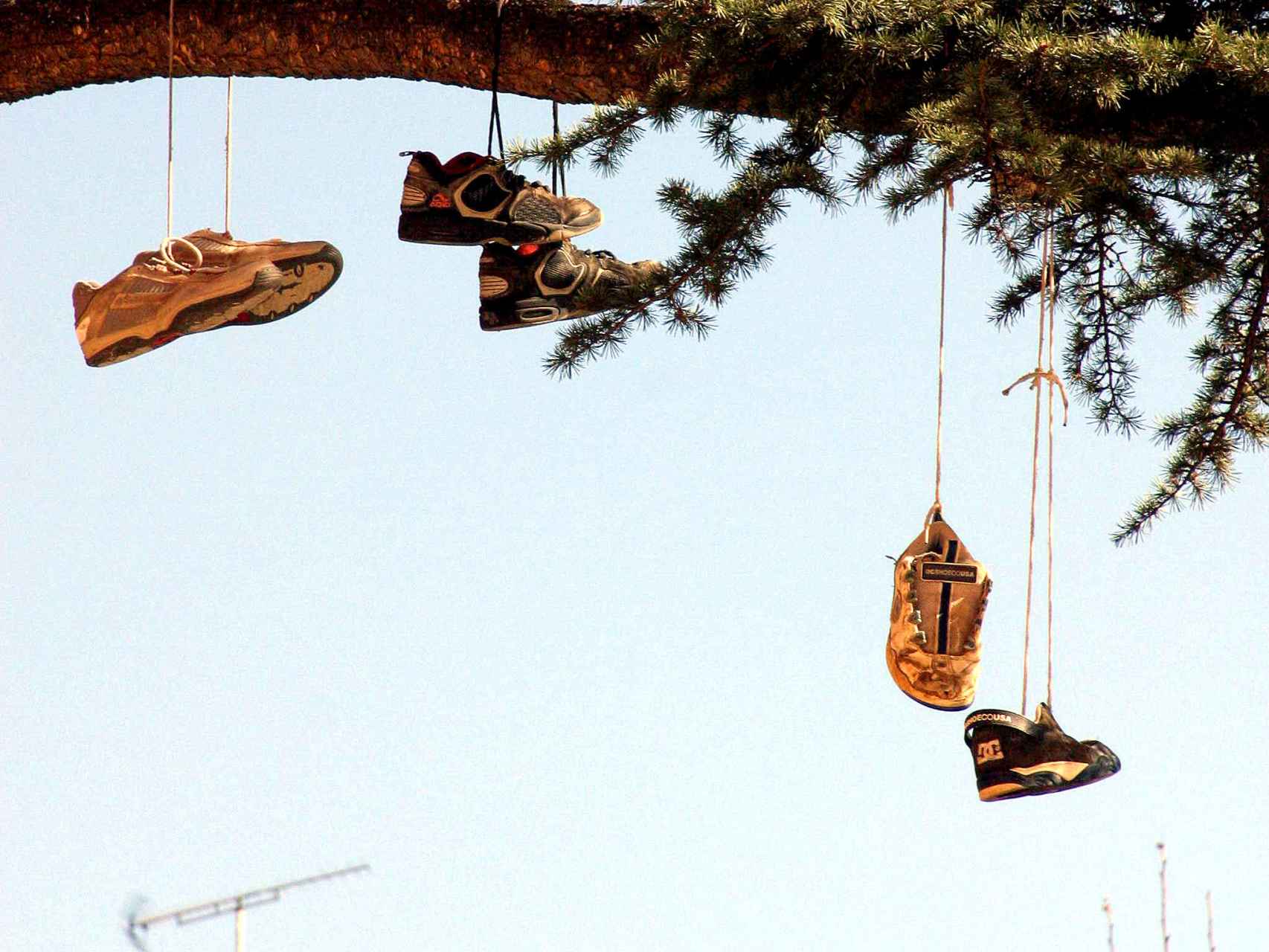 Unas 'playeras' colgadas de un árbol en Valladolid