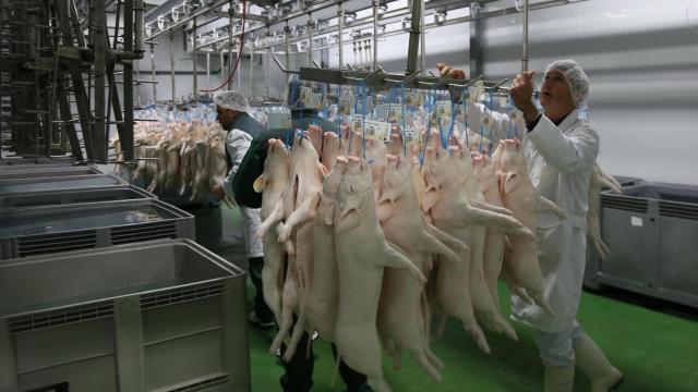 Cochinillos recién sacrificados en un matadero de Segovia