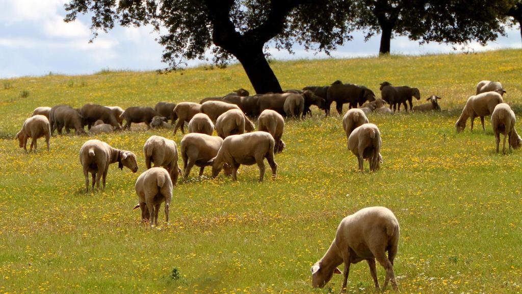 Explotación ganadera en una finca en Extremadura.