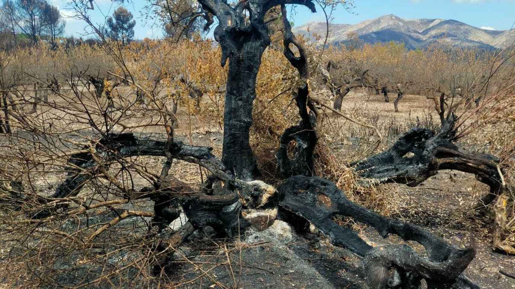El sindicato agrario reclama acciones a la Administración después de los efectos del incendio en la Vall d'Ebo.