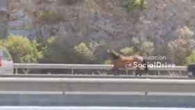 Un caballo sorprende a los conductores de la autovía en Béjar