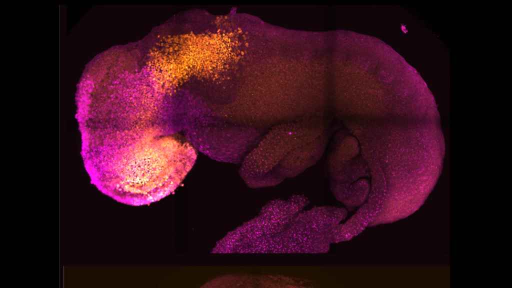 Crean embriones completos de ratón, con corazón y cerebro, a partir de células madre