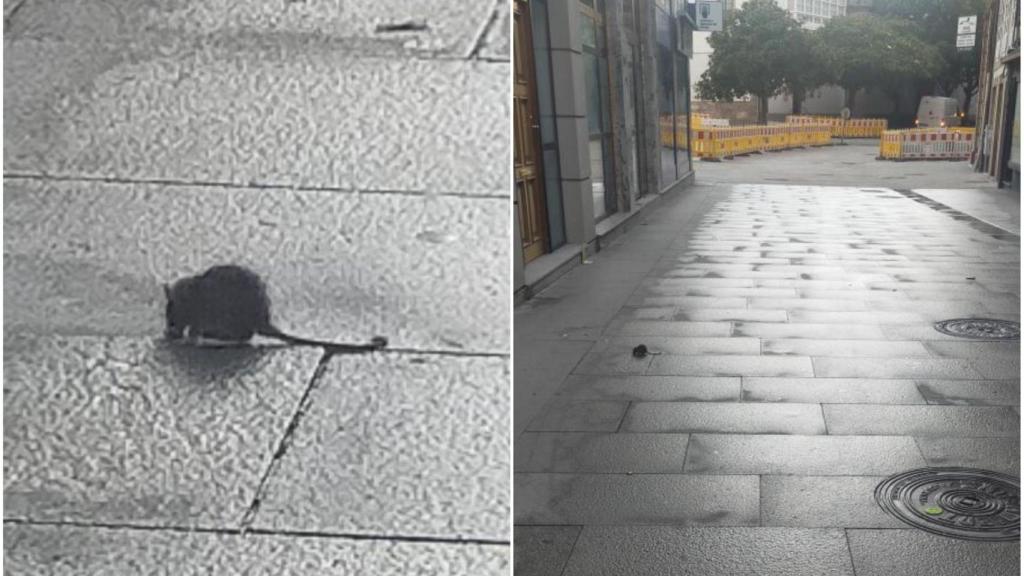 Una rata pasea por la calle San Agustín