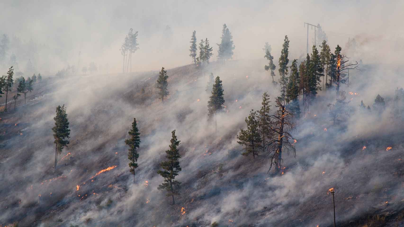 Vista aérea de un bosque de pinos tras un incendio