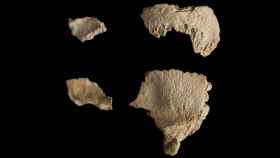 Restos parciales del cráneo de Neandertal de 60.000 años recuperados en el yacimiento del Abric Romaní. Foto: Maria D. Guillén / IPHES-CERCA