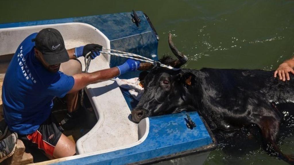 Bous a la mar, imagen utilizada en la petición de Change.