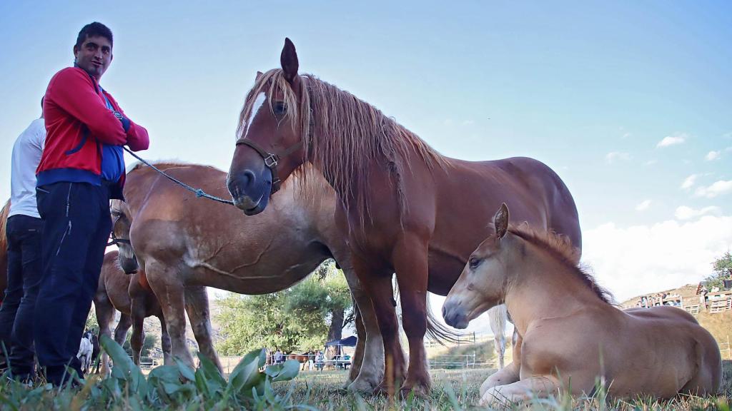 Concurso-exposición de ganado caballar Hispano-Bretón