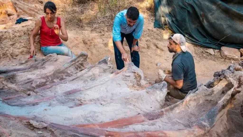 Los investigadores excavan en los restos fosilizadas de un saurópodo en Pombal, Portugal.