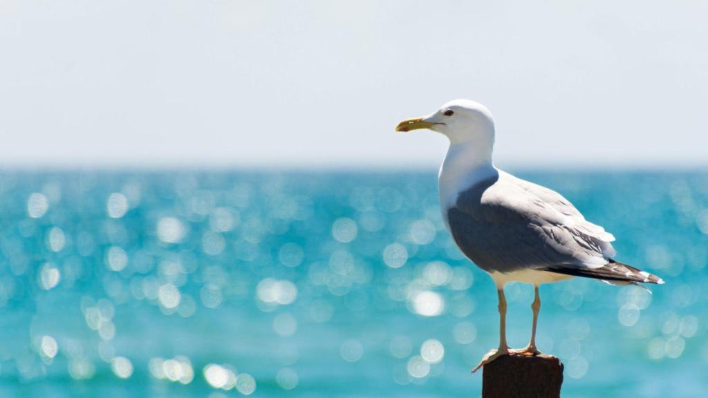 Gaviota patiamarilla.