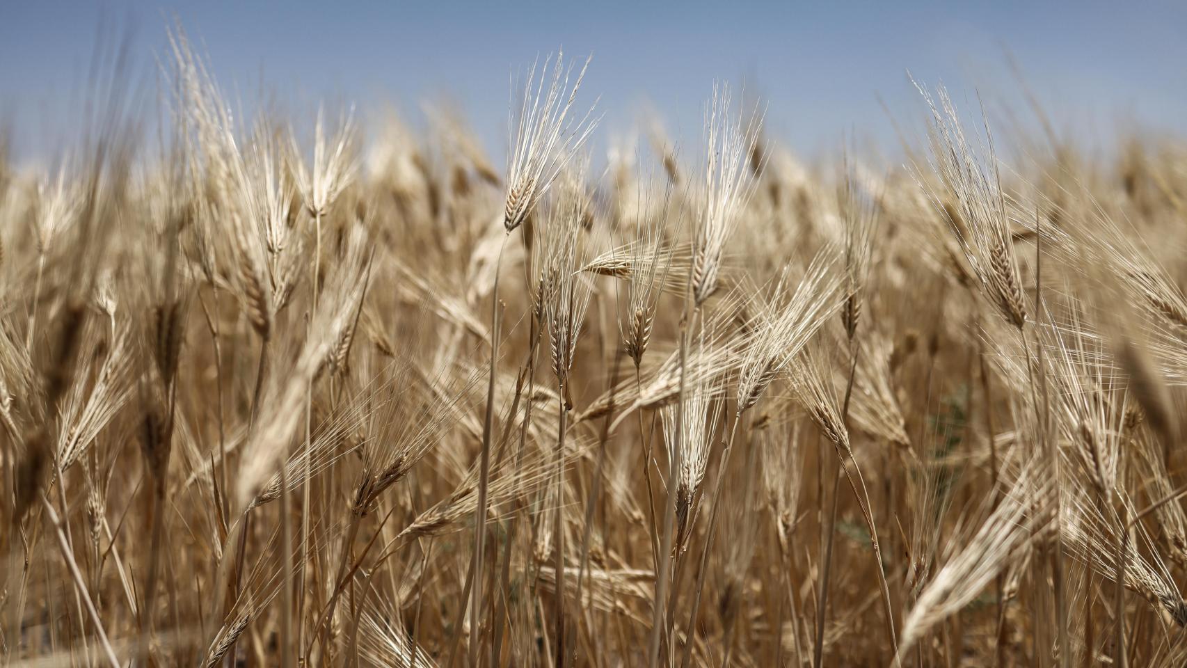 Campo de trigo en Siria.