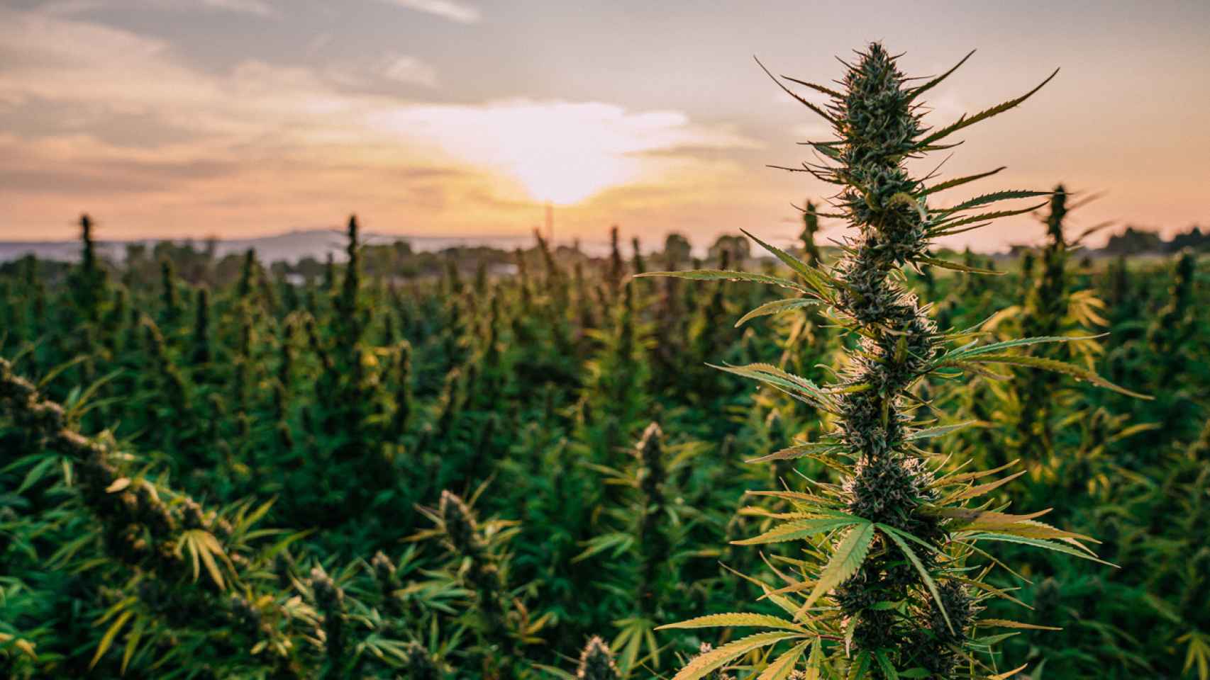 Una plantación de marihuana en Colorado