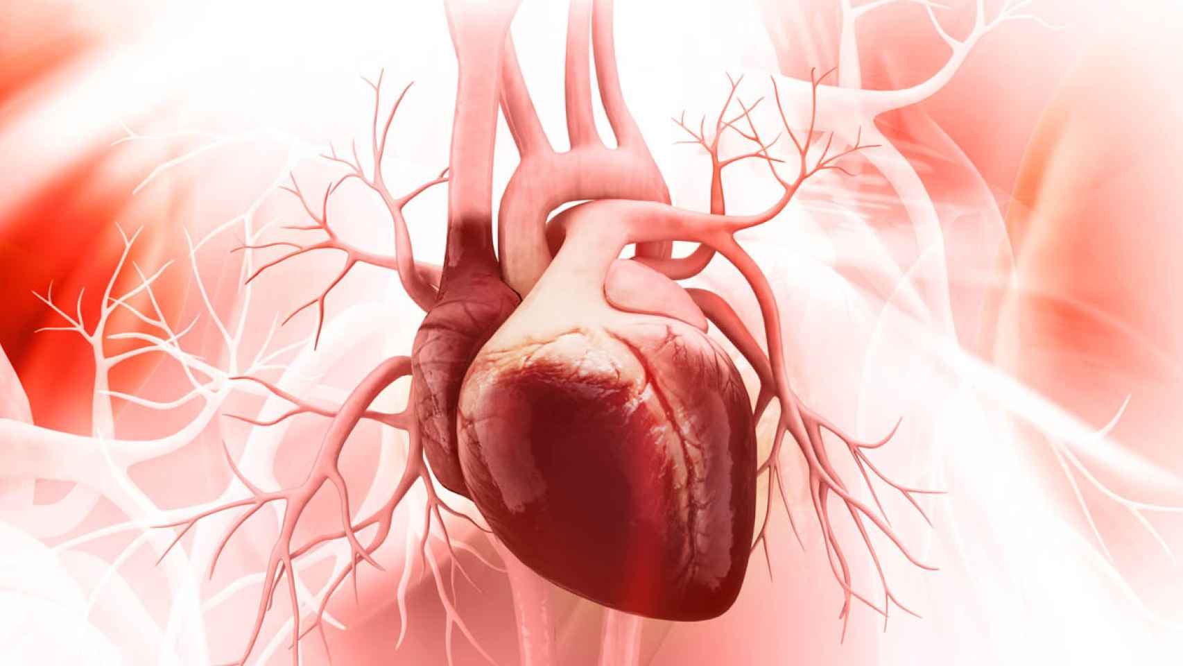 Ilustración en la que aparece un corazón humano.