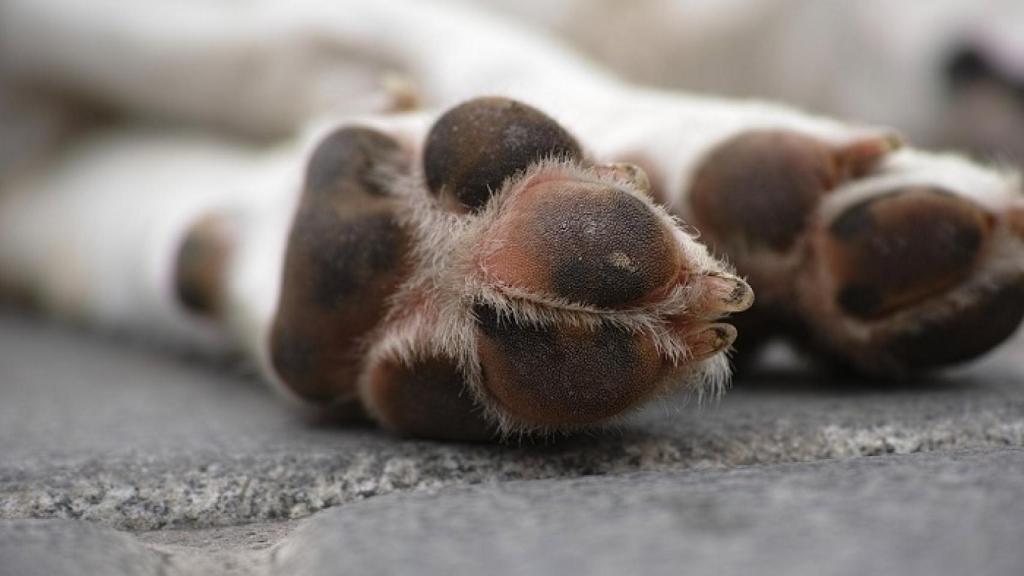 Imagen de archivo de las patas de un perro.