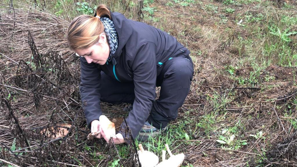 Nazaret Mateos selecciona setas en el bosque