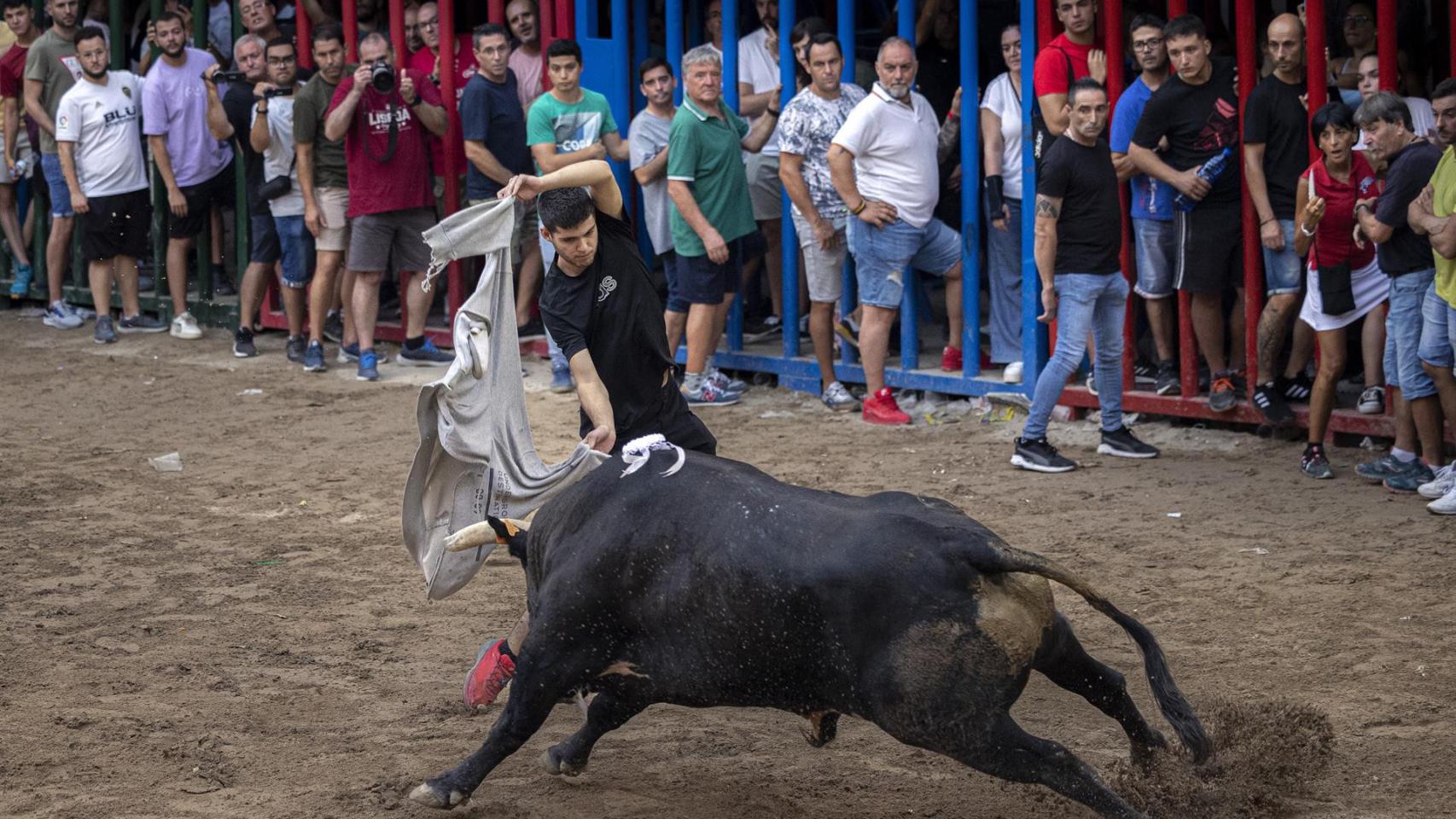 Fiestas de Bous al carrer en L'Alcora (Castellón).