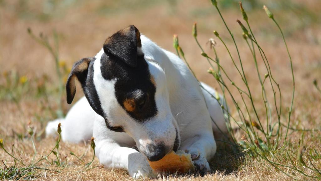 Esto es lo que le ocurre a un perro si come pan