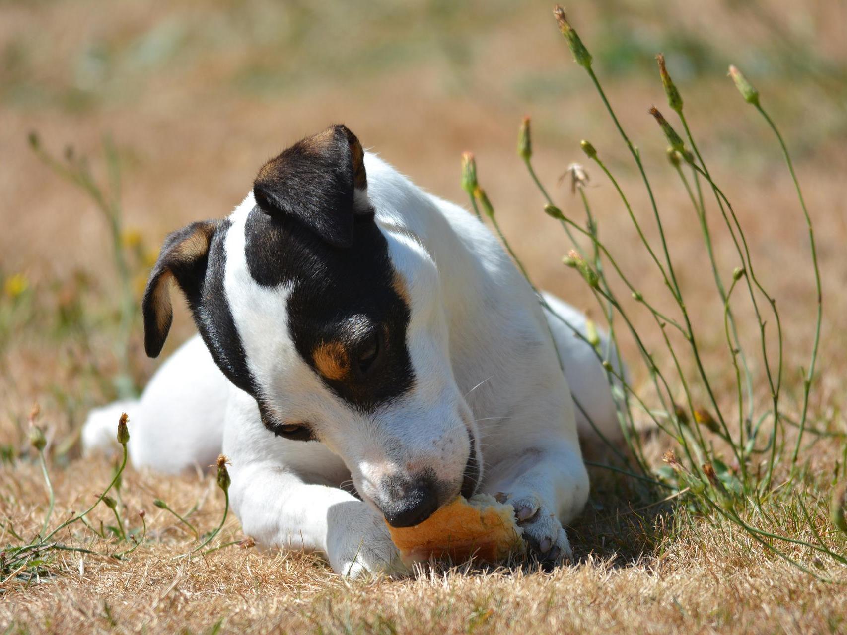 puede un perro comer harina para todo uso