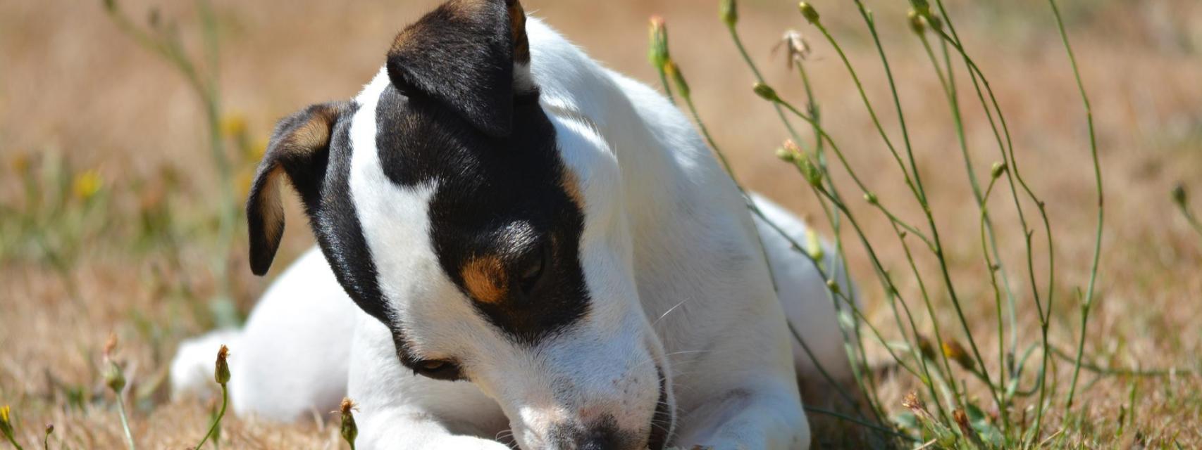 puede un perro comer harina para todo uso